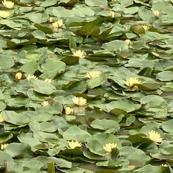 横須賀しょうぶ園の画像 by シゲルさん | お出かけ先と横須賀しょうぶ園とiPhoneで撮る世界と池に咲く花