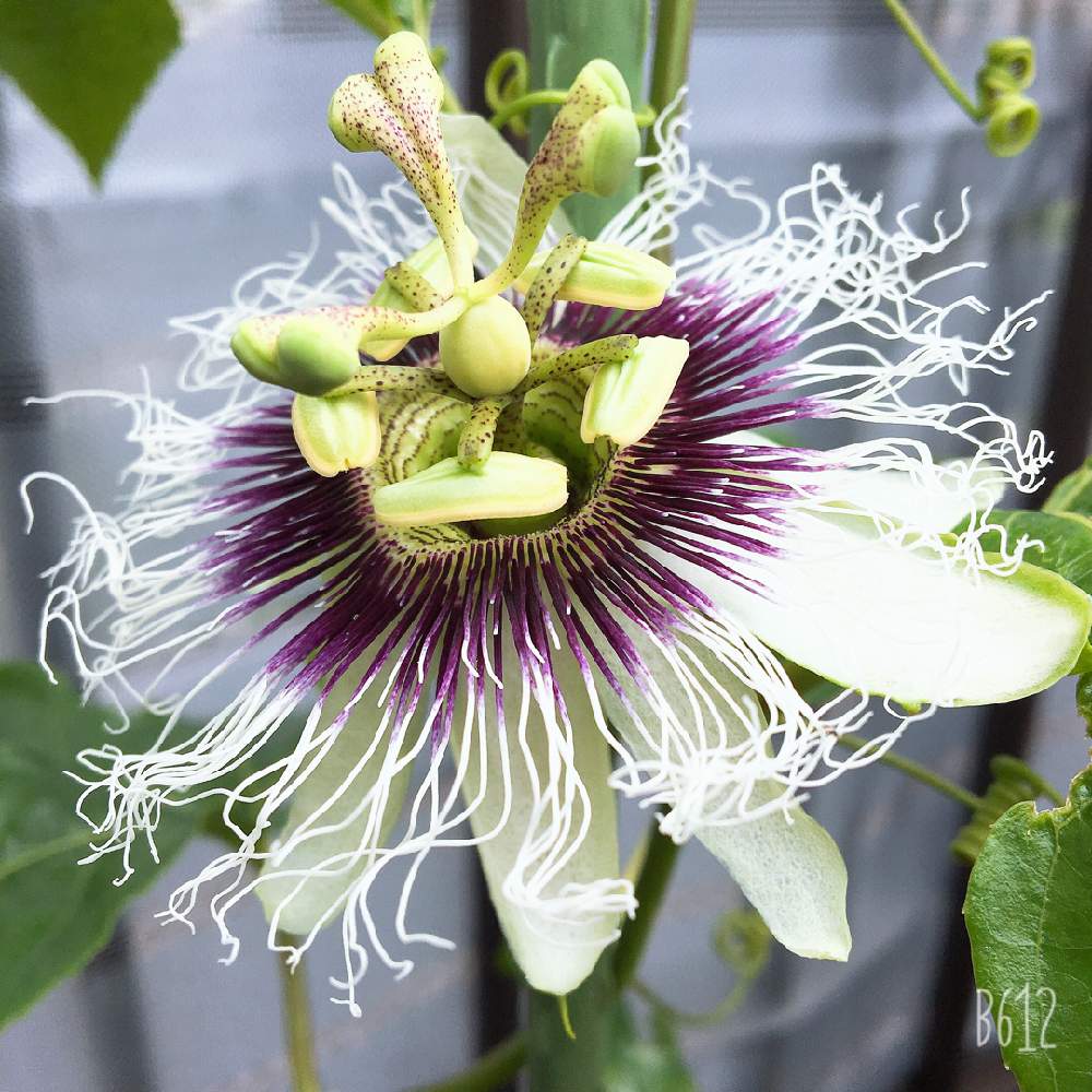 果物時計草 パッションフルーツ の投稿画像 By よっちさん 鉢植えとベランダ菜園 19月6月21日 Greensnap グリーンスナップ