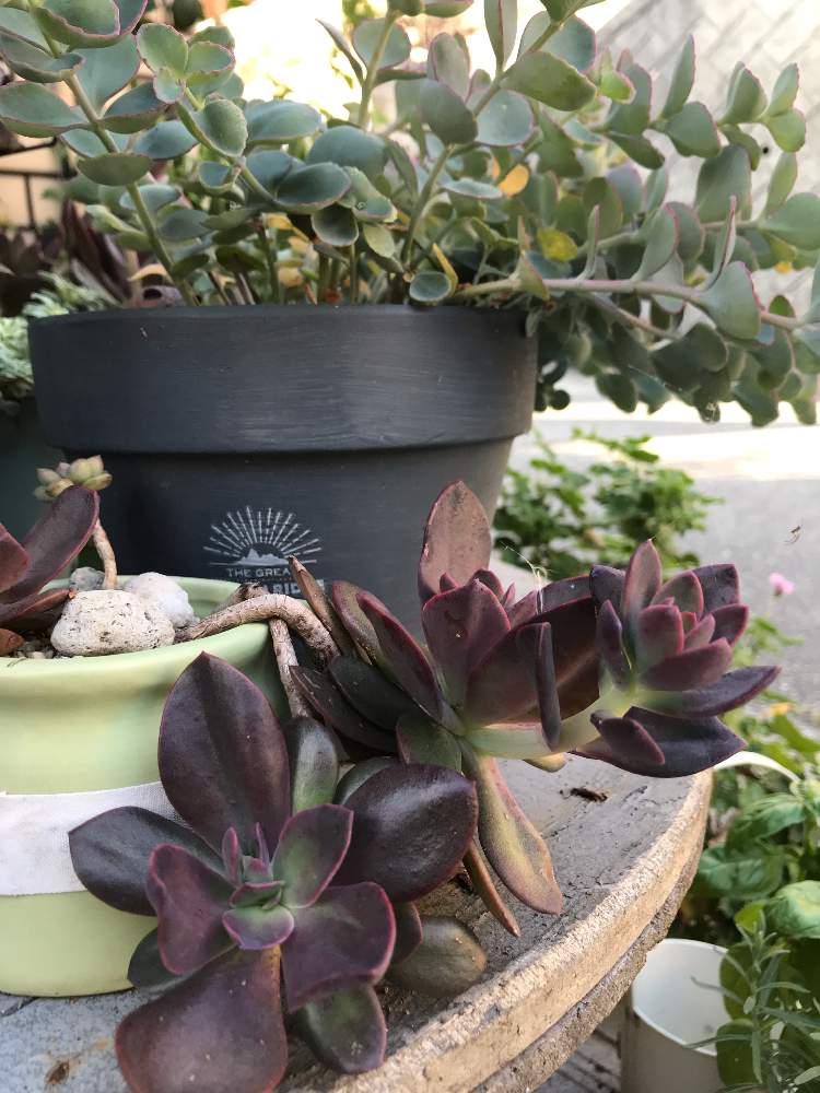 エケベリア 花いかだの投稿画像 By 茶ピ丸さん 多肉植物と多肉大好きと名前を教えてくださいと花いかだ 19月6月21日 Greensnap グリーンスナップ