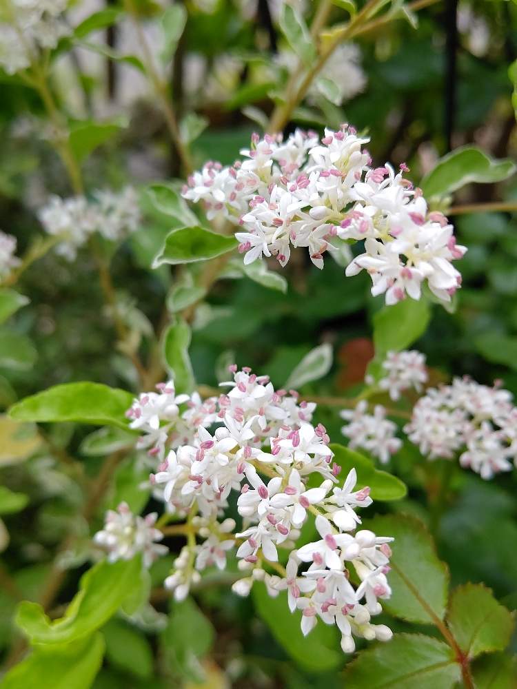 シルバープリペットの投稿画像 By Mimi さん 小さな庭と花壇とマイガーデンとガーデニングと小さい花と花のある暮らしと白い花 と花壇とマイガーデンとガーデニングと小さい花と花のある暮らしと白い花 19月6月21日 Greensnap グリーンスナップ Greensnap