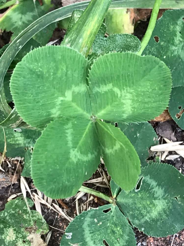 四つ葉のクローバーの投稿画像 By あるくさん 山野草と河原と道ばたと川土手 19月6月21日 Greensnap グリーンスナップ