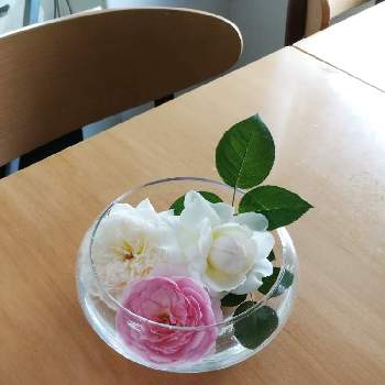 薔薇ボレロの画像 by rikoさん | デスクとバラ オリビアローズオースチンと薔薇ボレロとお部屋にお迎えと薔薇沼とバラが好きと花のある暮らしとバラに囲まれてと薔薇♪とバラ・ミニバラ