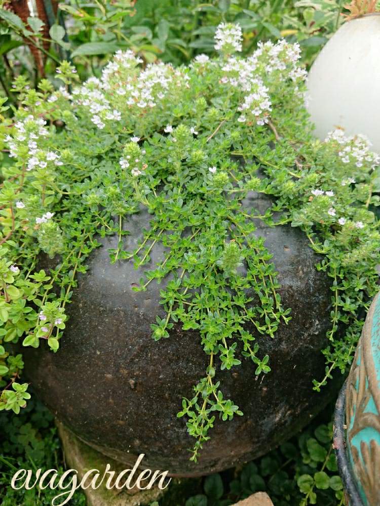 白花クリーピングタイムの投稿画像 By ヱヴァ さん 花のある暮らしと皆げんきになりますように 19月6月21日 Greensnap グリーンスナップ 白花クリーピングタイムの投稿画像 By ヱヴァ さん 花のある暮らしと皆げんきになりますように 19月6月21日 Greensnap グリーンスナップ