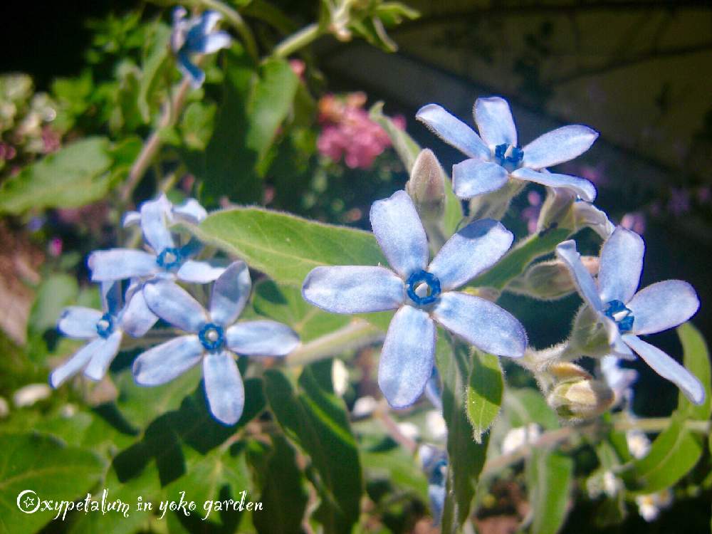 ブルースターの投稿画像 By Yokoさん 寄せ植えと癒しとお庭を彩るお花 樹木フォトコンと青い花と植中毒とナチュラルと風景と大好きな花と花 のある暮らしと青い花マニアとかわいいな 19月6月21日 Greensnap グリーンスナップ