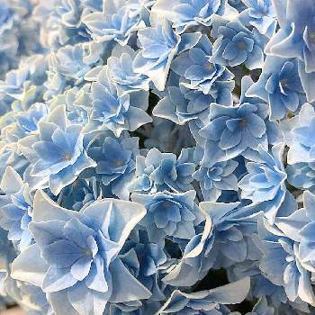 ブリーディングセレクションの投稿画像一覧 Greensnap グリーンスナップ