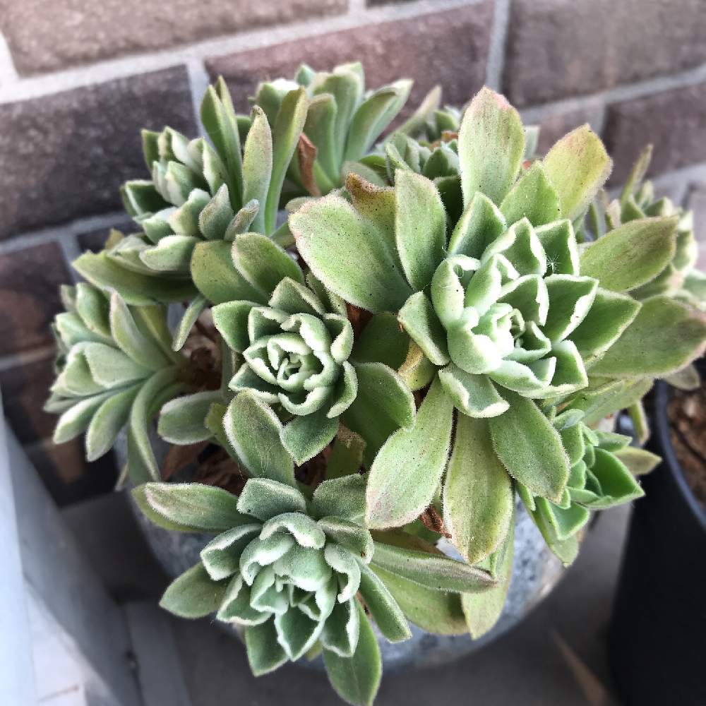 半日陰の投稿画像 By Mamisazさん シェードガーデンとベランダガーデンと日陰とわが家の多肉さんとマンション暮らしと半日陰のベランダ 19月6月21日 Greensnap グリーンスナップ