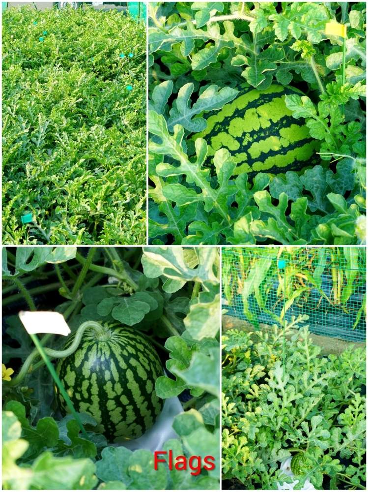 スイカの投稿画像 By Toshi722さん 大玉スイカとマーキングと家庭菜園と岐阜県と夏物野菜栽培日記と着果と綺麗な緑 と家庭菜園奮闘日記と美濃市と スイカ栽培日記とスイカ栽培日記19 19月6月22日 Greensnap グリーンスナップ