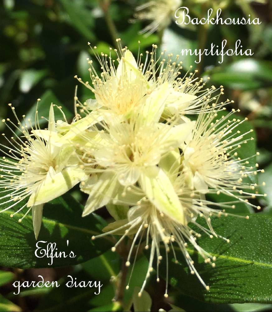 シナモンマートルの投稿画像 By えるふぃんさん ガーデニングと花のある暮らしとシナモンマートル 19月6月22日 Greensnap グリーンスナップ