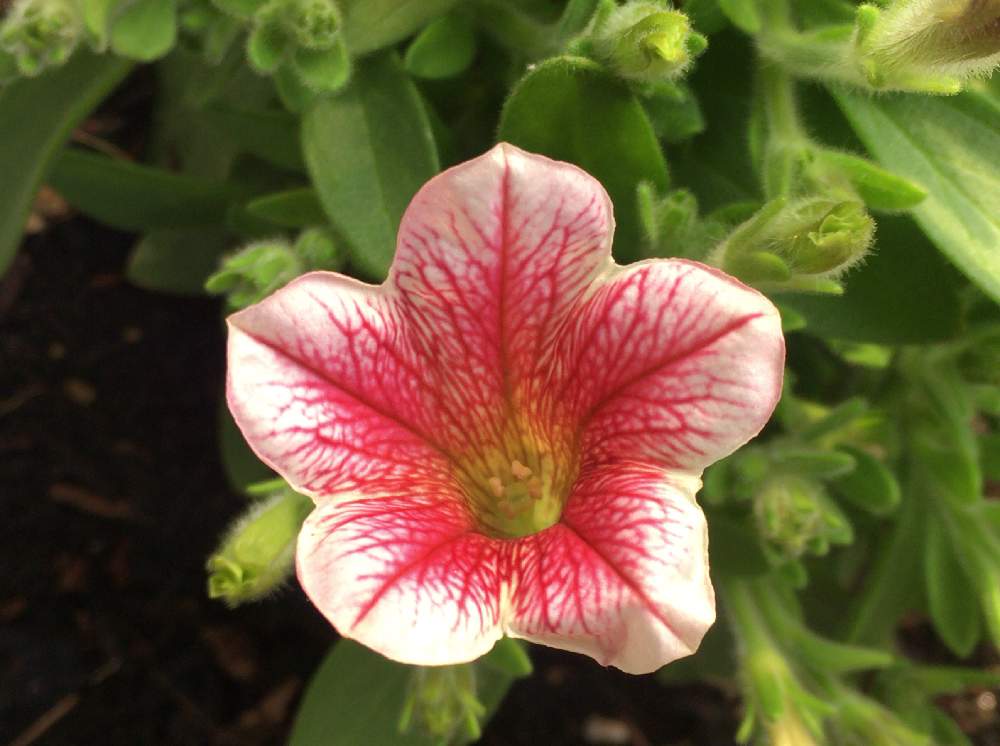 ペチュニア 9 25更新で終了 Greensnap グリーンスナップ ペチュニア 9 25更新で終了 Greensnap グリーンスナップ