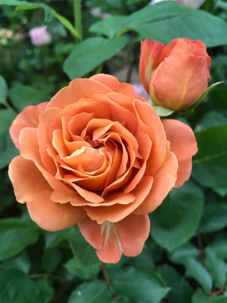 バラ マロンの投稿画像 By Vogel さん 鉢植えとロサオリエンティスとばら バラ 薔薇 19月6月22日 Greensnap グリーンスナップ