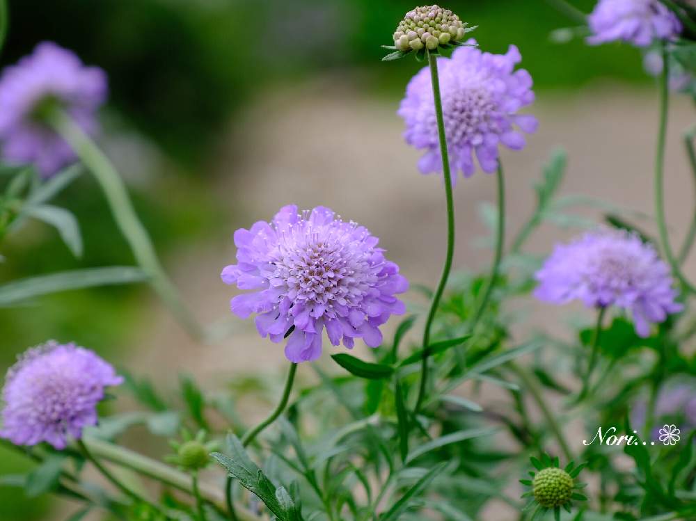 スカビオサ ブルーバタフライの投稿画像 By Norinoriさん 小さな庭と鈴蘭園とホピー鈴蘭園と風に揺れるとナチュラルガーデンとナチュラルとスカビオサの花とイングリッシュガーデンと花のある暮らしと鈴蘭園とホピー鈴蘭園と風に揺れるとナチュラルガーデンとナチュラル