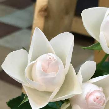 サントワマミーの投稿画像一覧 Greensnap グリーンスナップ