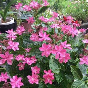 紫陽花 江戸の花火の投稿画像一覧 Greensnap グリーンスナップ