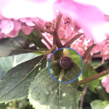 カタツムリ…の画像 by 92Aさん | 小さな庭と紫陽花とあじさいとあじさい アジサイと紫陽花とかたつむりとカタツムリ…とカタツムリと花のある暮らしといやされるとたのしみとGREEN UP!とあじさいとカタツムリ