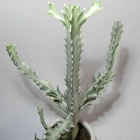ホワイトゴースト,ユーフォルビア属,ユーフォルビア ラクティア ホワイトゴースト,ユーフォルビア・ラクテア,ユーフォルビア ホワイトゴーストの画像