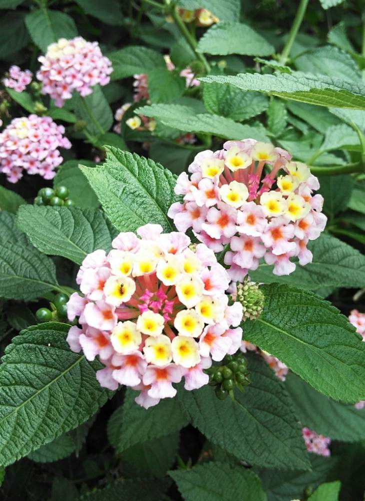 ランタナの投稿画像 By Chikoさん 花のある暮らしと色とりどりとはなざかりとちいさな花と ランタナ 19月6月22日 Greensnap グリーンスナップ