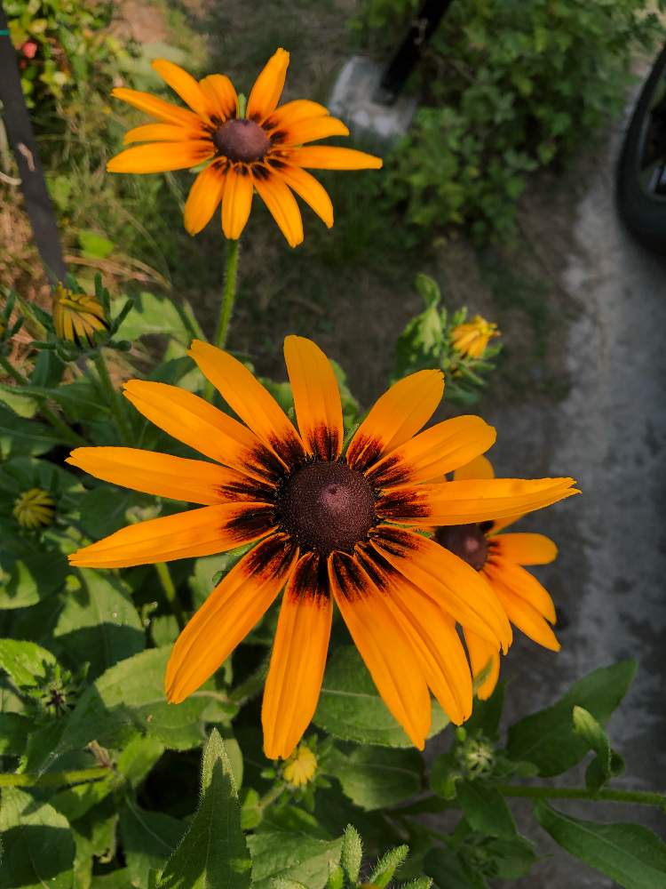 ルドベキア ヒルタの投稿画像 By ふぅちゃんさん 今日はお仕事 頑張るぞ と今日の一枚 とオレンジの花と花のある暮らしとスマホで撮影 19月6月22日 Greensnap グリーンスナップ