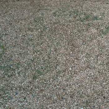 野芝の投稿画像一覧 Greensnap グリーンスナップ