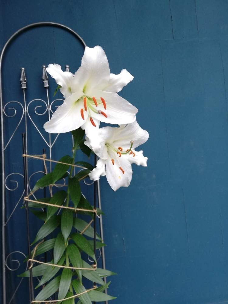 カサブランカの投稿画像 By 42valleyさん ガーデニングと白い花とユリの花と花のある暮らし 19月6月22日 Greensnap グリーンスナップ