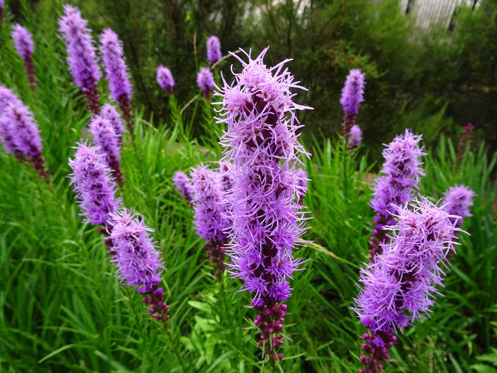 百合薊の投稿画像 By Trekkさん ユリアザミと6月の花と山野草と横浜付近と夏のお花と多年草とキク科とリアトリスと三浦半島付近とお出かけ先と6月の花と山野草と横浜付近と夏のお花と多年草とキク科と三浦半島付近 19月6月22日 Greensnap グリーンスナップ