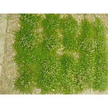 レイター タイムの投稿画像一覧 Greensnap グリーンスナップ