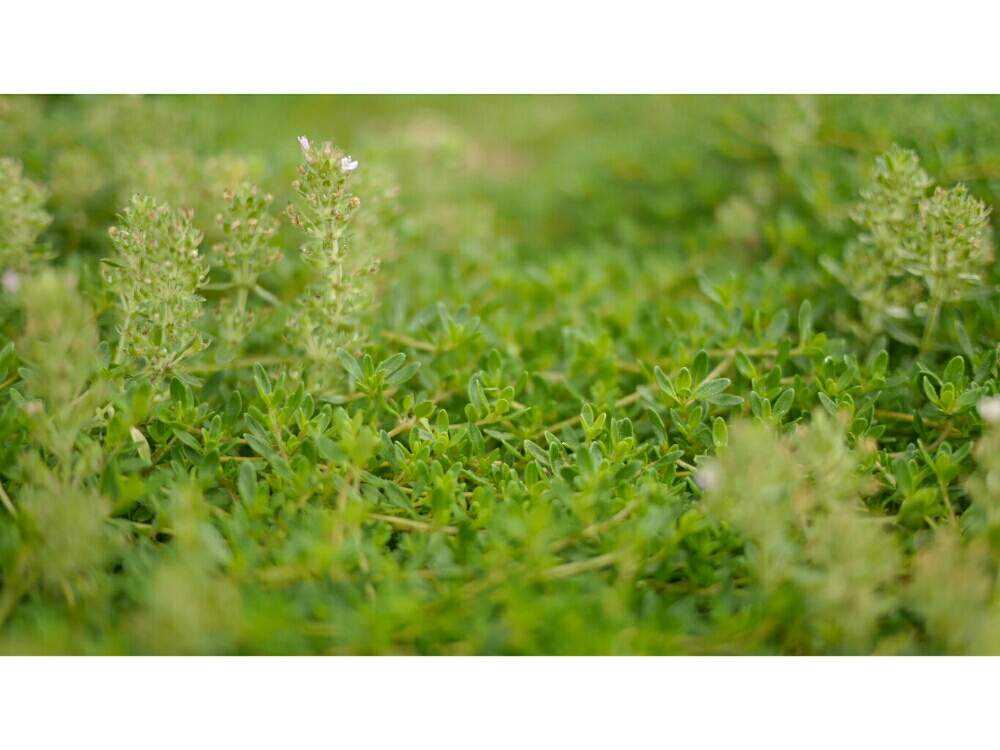 レイター タイムの投稿画像 By レモン さん ハーブ男子とレイタータイムとハーブとハーブのある暮らしとグラウンドカバーと花のある暮らしとolympanaと記録用 19月6月22日 Greensnap グリーンスナップ