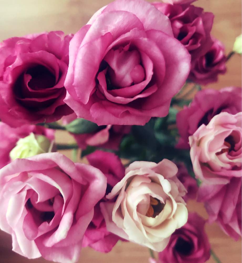 トルコキキョウの投稿画像 By うにさん トルコキキョウ 紫とナチュラルインテリアとお花に癒やされると花のある暮らしとチーム福岡と切り花 19月6月22日 Greensnap グリーンスナップ