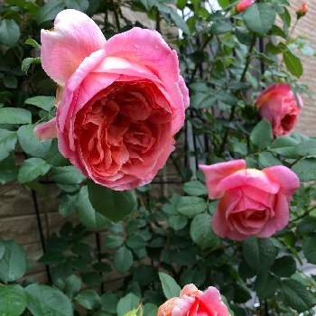 パピ・デルバールの画像 by rosa  sさん | 小さな庭とパピ・デルバールとカインズバラコンテスト2019とピンクの花と北海道でも越冬しますと花のある暮らしと北海道