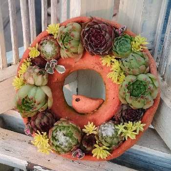 手作りテラコッタの画像 by iceBirdさん | 小さな庭と寄せ植えと多肉植物とテラコッタ鉢と手作りテラコッタ