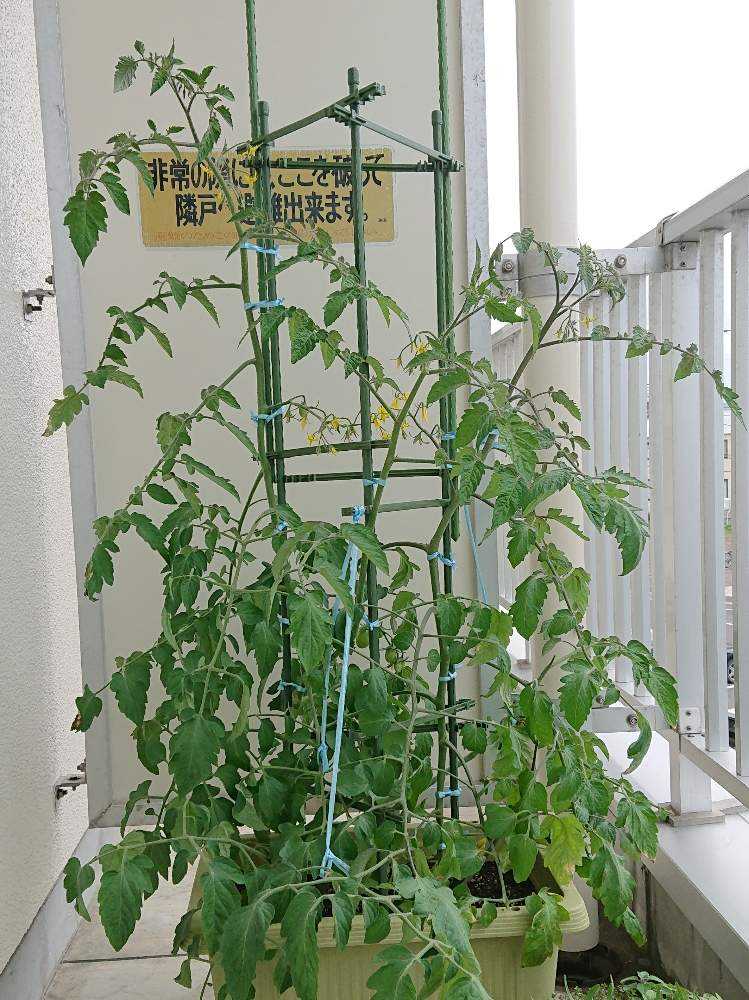 19 ミニトマト Greensnap グリーンスナップ