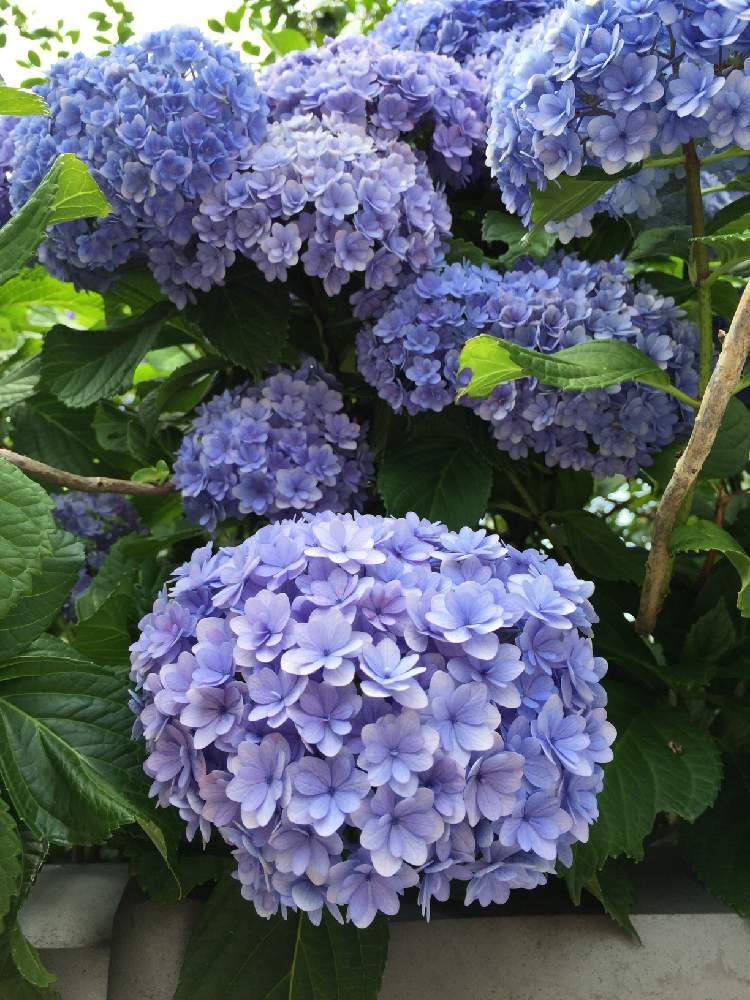 アジサイてまりてまりの投稿画像 By Hirorin さん 京都まち歩きと京都観光と紫陽花 アジサイ あじさいとアジサイ 紫陽花と京都とてまりてまり と青い花と紫陽花てまりてまりと花のある暮らしと京さんぽとそうだ京都 行こうと青い花マニアとチーム ブルーとチーム