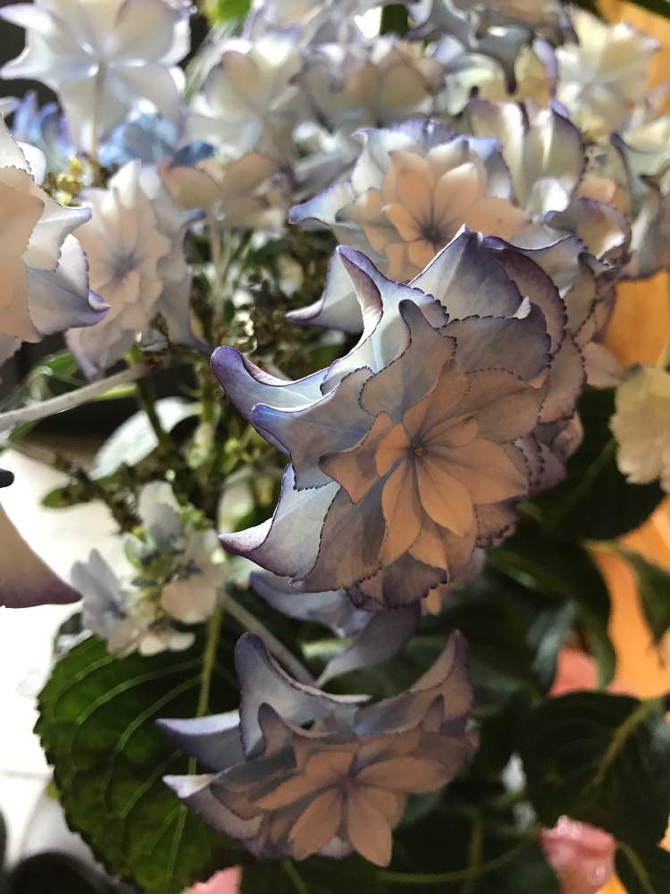 紫陽花の投稿画像 By Maguさん 紫陽花 Reiwaとみどりのある暮らしと母の日プレゼントとベランダガーデニングと紫陽花 アジサイ あじさいと あじさい19 フォトコンテストとガーデニングと花のある暮らしと鉢植えアジサイとバルコニストと大栄花園とブリーディング