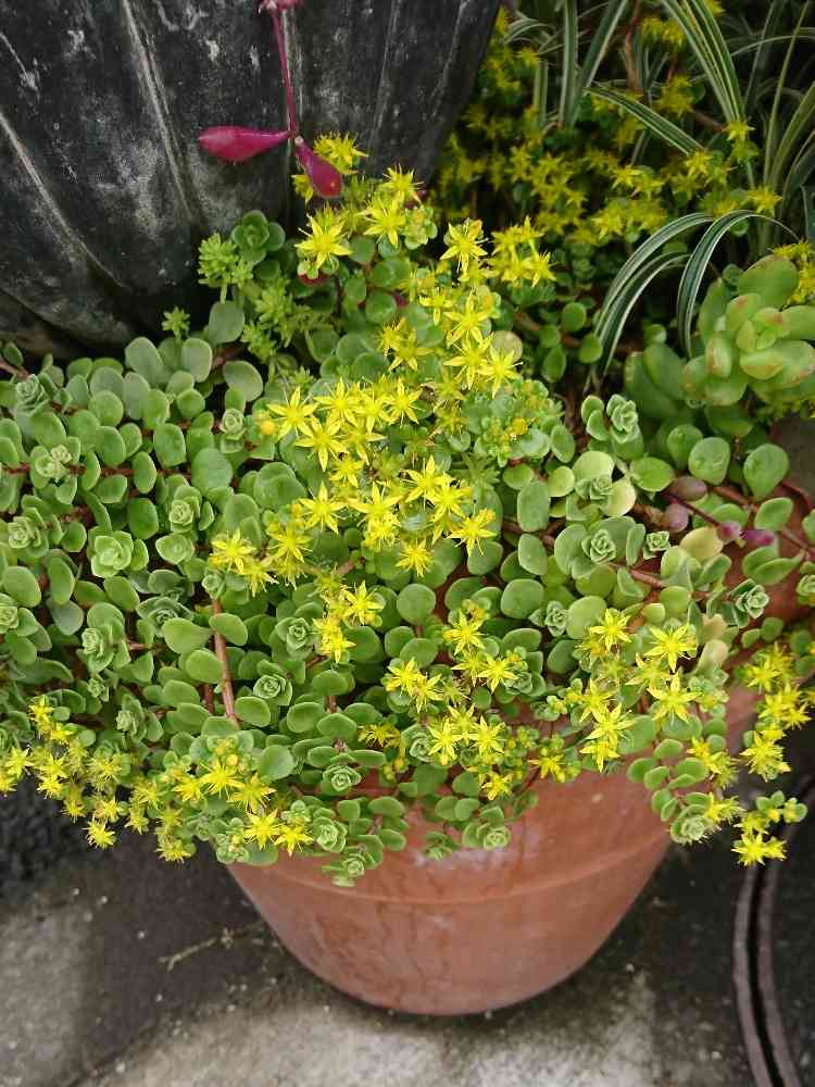 Sedum spathulifolium ブロードリーフ・ストーンクロップの一覧｜🍀GreenSnap（グリーンスナップ）