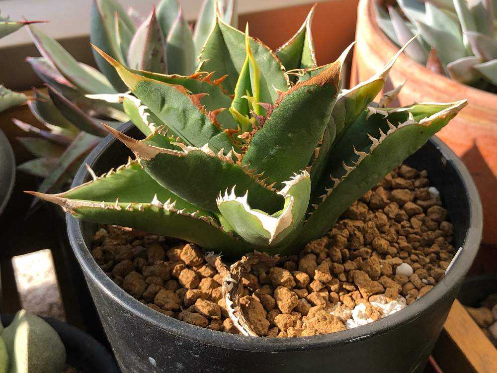 AGAVE TITANOTA SIERRA MIXTECAアガベ チタノタ シエラミクスティカ