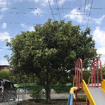 グミの木の投稿画像一覧 Greensnap グリーンスナップ