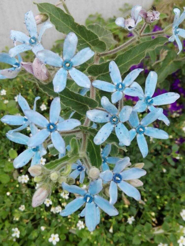 ガーデニングの投稿画像 By るるさん 可愛いと花のある暮らしとブルースター と水色の花と青い花と綺麗とブルーの花 19月6月23日 Greensnap グリーンスナップ