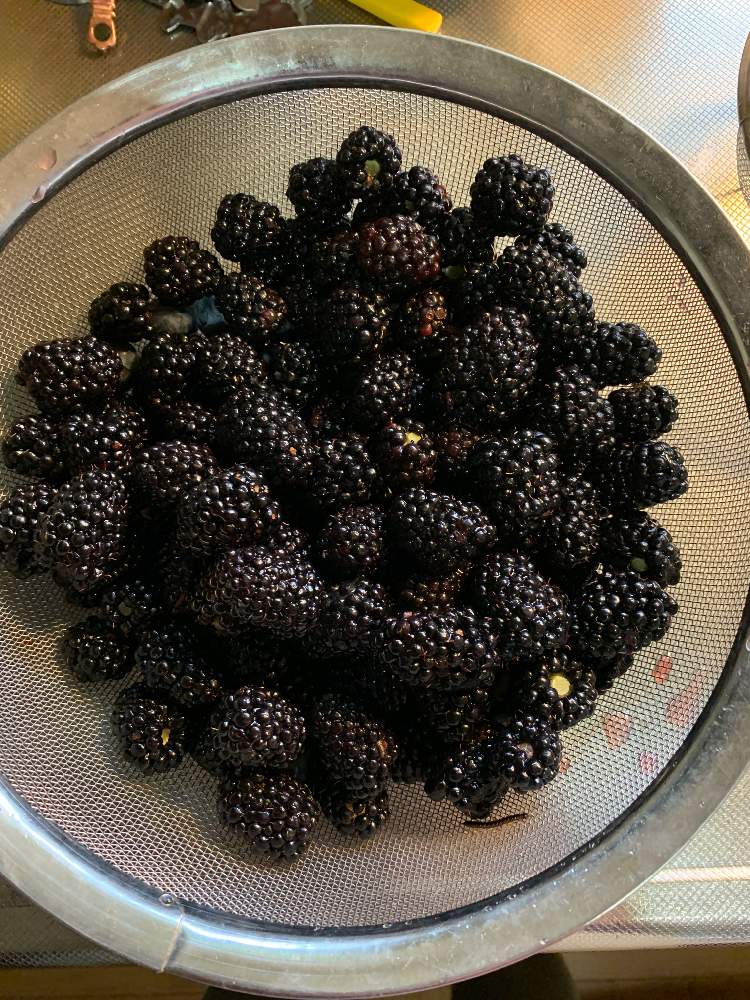 ブラックベリーの投稿画像 By Kawa11さん 収穫 19月6月23日 Greensnap グリーンスナップ