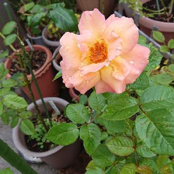 薔薇モナリザの投稿画像一覧 Greensnap グリーンスナップ 薔薇モナリザの投稿画像一覧 Greensnap グリーンスナップ