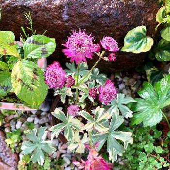 アストランチャ の投稿画像一覧 Greensnap グリーンスナップ