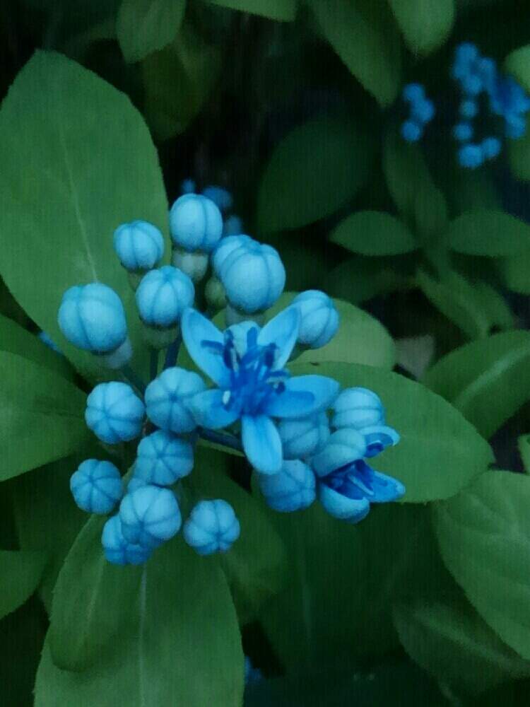 ちいさいお花の投稿画像 By マヤさん 樹木の花と青い花と常山アジサイ と花のある暮らし 19月6月23日 Greensnap グリーンスナップ