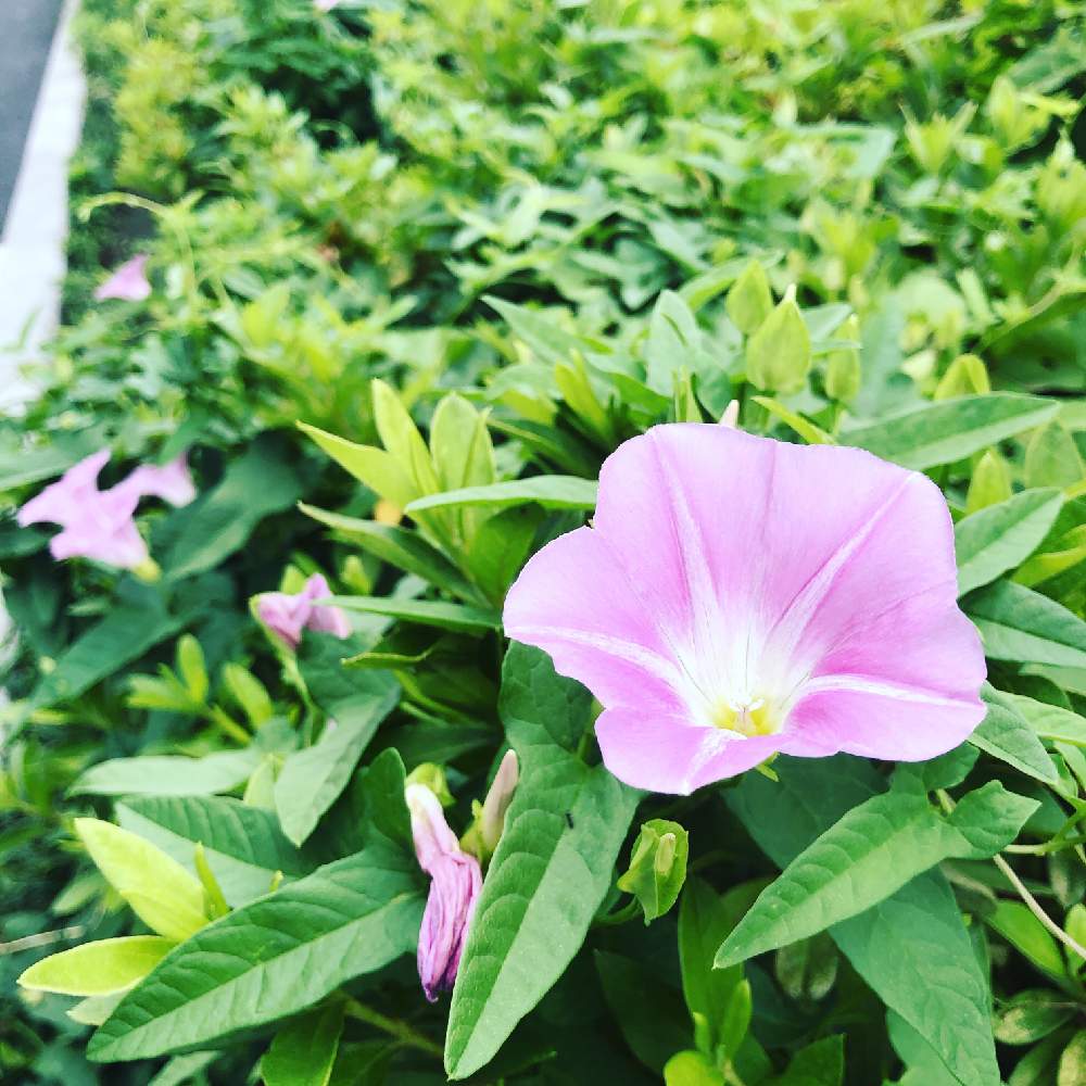 ヒルガオの投稿画像 By すずパパさん 花のある暮らしとgreen Up 19月6月23日 Greensnap グリーンスナップ