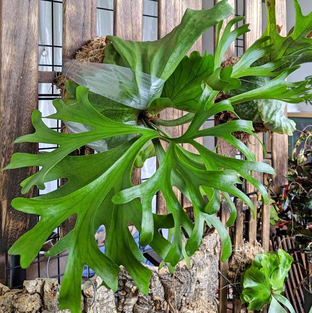 P.x kitshakoodiense Ploy-Ratanaの一覧｜🍀GreenSnap（グリーンスナップ）