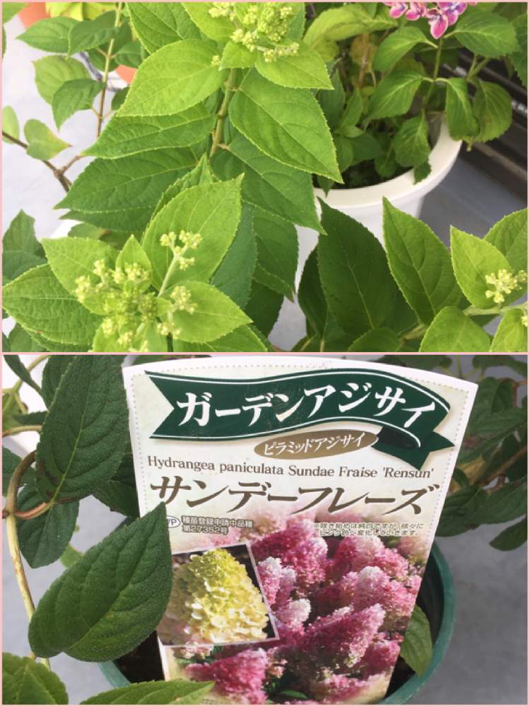 ピラミッドアジサイの投稿画像 By ぷくりんさん ピラミッドアジサイ サンデーフレーズとバルコニー ベランダとhtcとキュンキュン乙女倶楽部と紫陽花が好き と全国オヤジ連合会no 29と富山支部とマダム倶楽部と多肉16同期とhtc No 29と富山支部ｎｏ 29とピラミッド