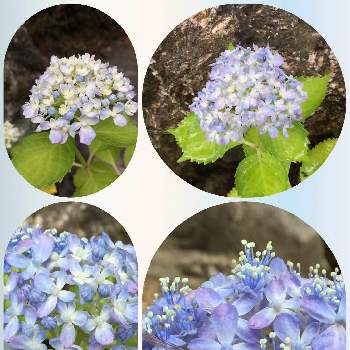 M's Ajisai( Hydrangea)の画像 by 美野美谷さん | 広い庭と庭の鉢植えと移りゆく紫陽花と紫陽花 有松と和の庭とアジサイ 有松絞りと絞り咲きと和風の庭とmy絞り咲きとM's Ajisai( Hydrangea)
