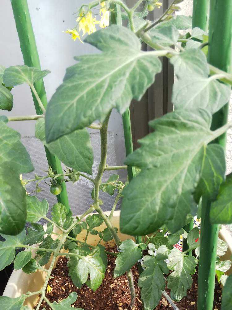 はじめての ミニトマト ベランダ栽培19年 26日目から Greensnap グリーンスナップ