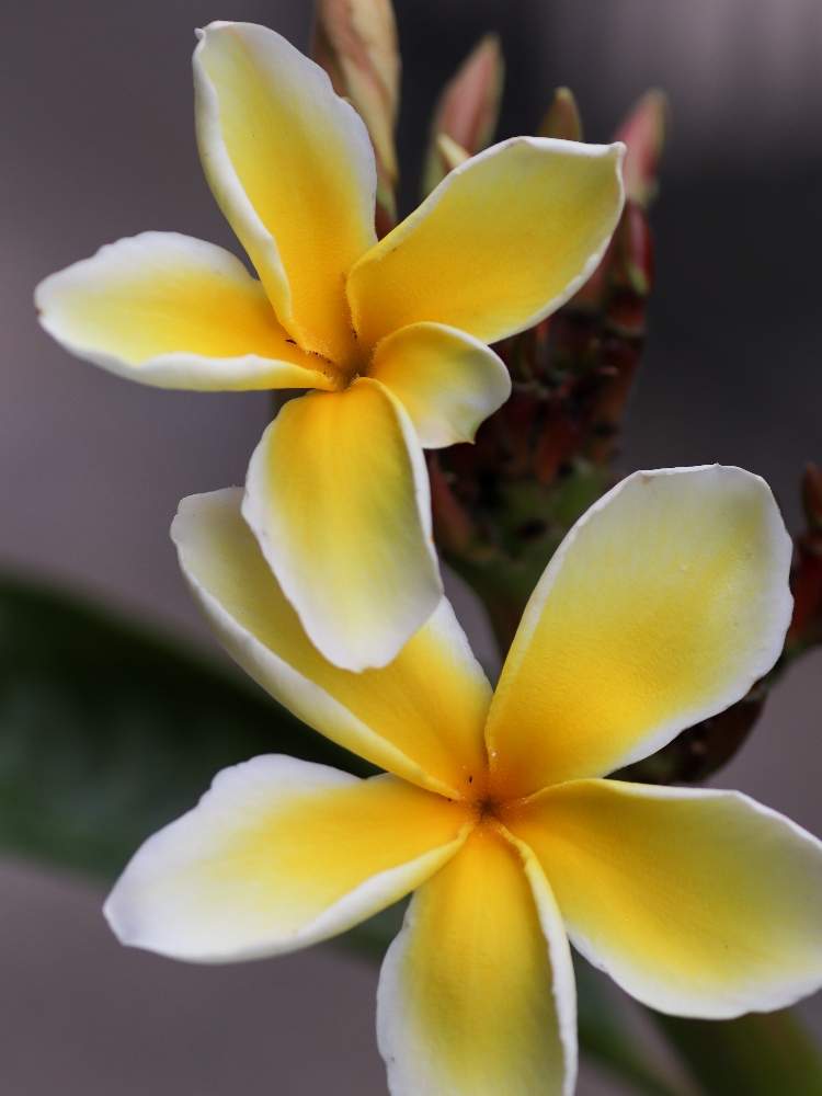 プルメリアの投稿画像 By Harufuuさん 小さな庭と花のある暮らしと花のある暮らし 19月6月23日 Greensnap グリーンスナップ Greensnap グリーンスナップ