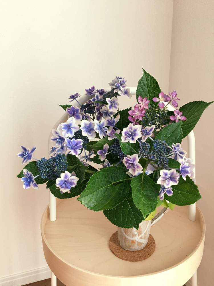 大人っぽいの投稿画像 By わわさん 小さな花束と青い花と あじさい19 フォトコンテストと花のある暮らしと雨が好きと切り花とガクアジサイ と部屋と大人っぽいと小さな花束と青い花と あじさい19 フォトコンテストと花のある暮らしと雨が好きと切り花 19月6月