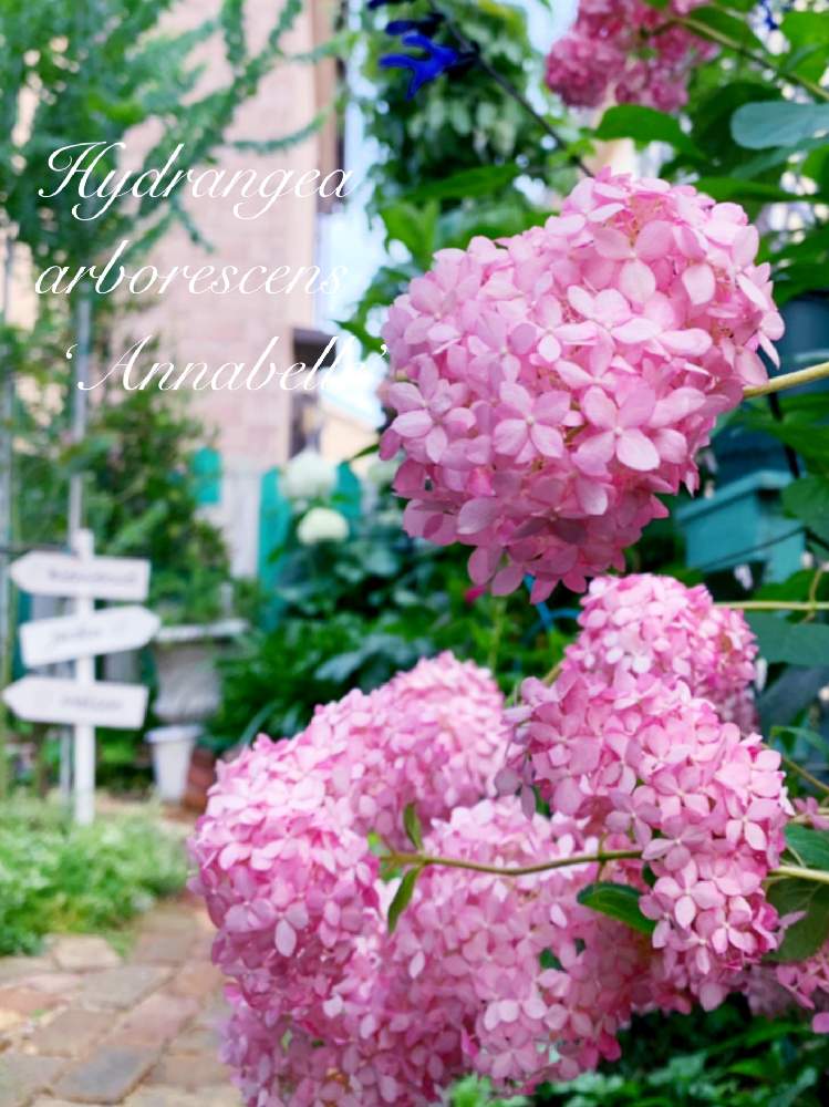 ピンクアナベルの投稿画像 By つきよみさん ピンクの花と庭の花とガーデニングと花のある暮らしとかわいいな とマイ ガーデン 19月6月23日 Greensnap グリーンスナップ