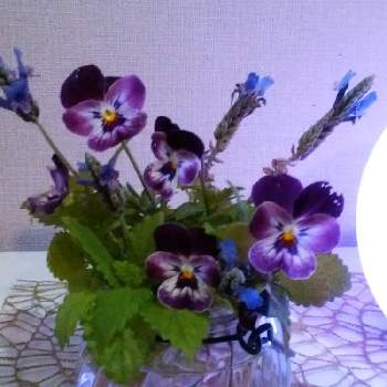 お花摘みの画像 by moonさん | 部屋とパンジーとレモンバームとレースラベンダーとハーブとお花摘みとムラサキの花