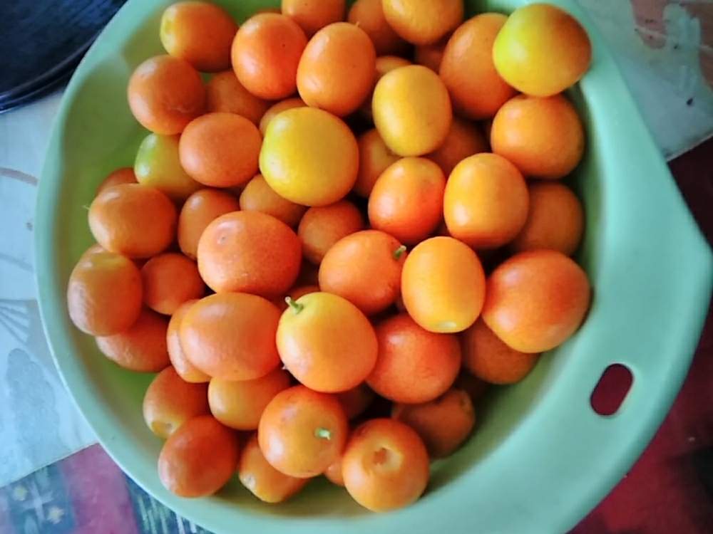 金柑の投稿画像 By メリーさん 地植えと花のある暮らしと金柑の剪定 19月6月23日 Greensnap グリーンスナップ